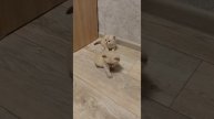 Наш TG https://t.me/liveofcats
