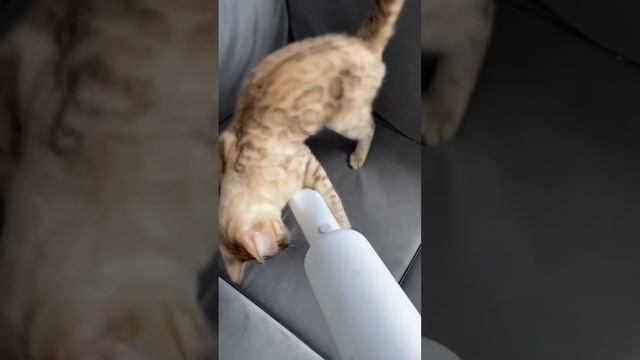 Кот и пылесос 🤣 #бенгальскийкот #Чип #cat #animals #Chip #bengalcat