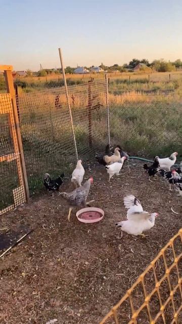 Курочки 🐔🐔🐔