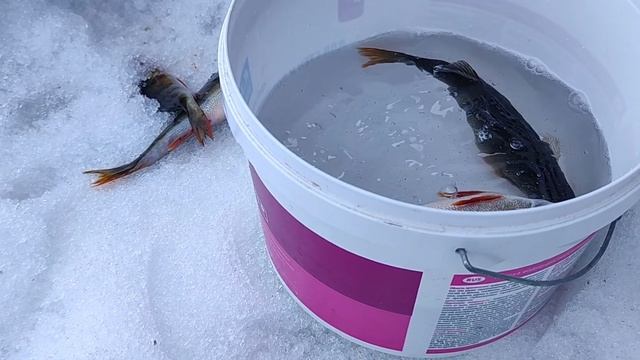 Отдых на фазенде.