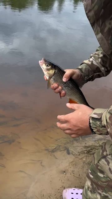 Первый голавль в этом сезоне  инста и телеграмм: The_rybachka #рыбалка  #fishing #отдыхнаприроде