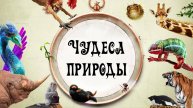 Чудеса природы