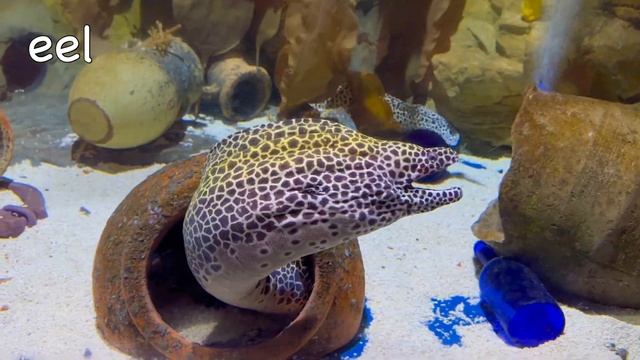 Изучайте названия морских животных с игрушками и настоящими существами для детей у водопада Дельфин,