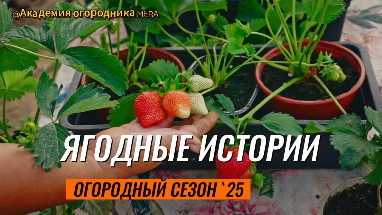 Будет море ягод, крупных и сладких. Как ягодные культуры реагируют на фульвокислоты? 11 мая 2025г.