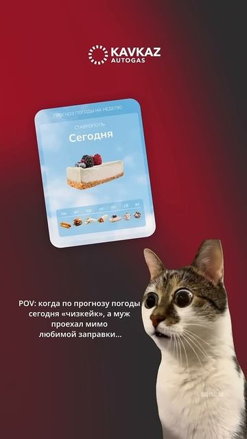 #kavkazautogas #юмор #cat