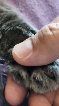 массаж подушечки лапки #chill #music #cats