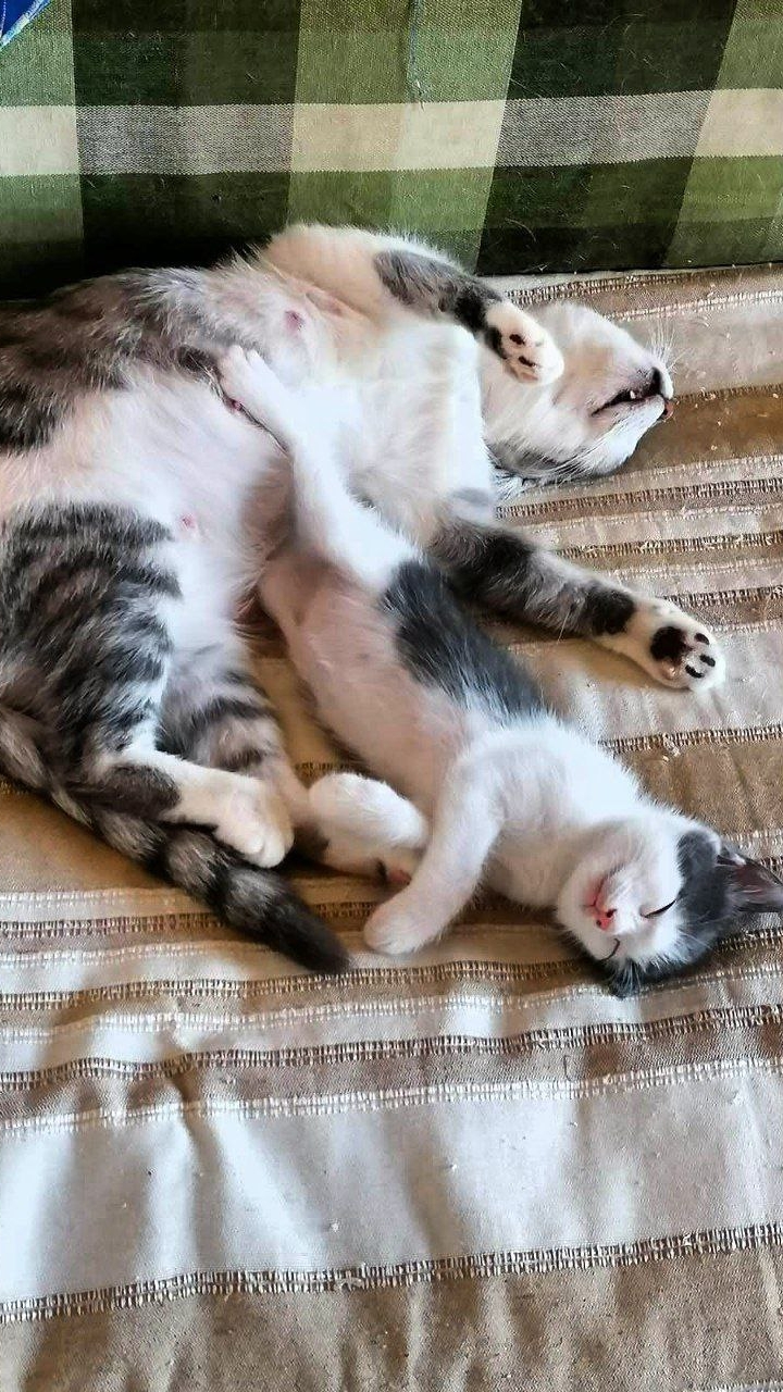 Сладкие наши!😻 Юмор с животными.