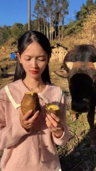 Feeding cows with sweet potatoes #shorts