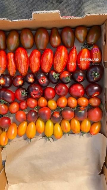 Мои экзотические черри. Купить семена по ссылке