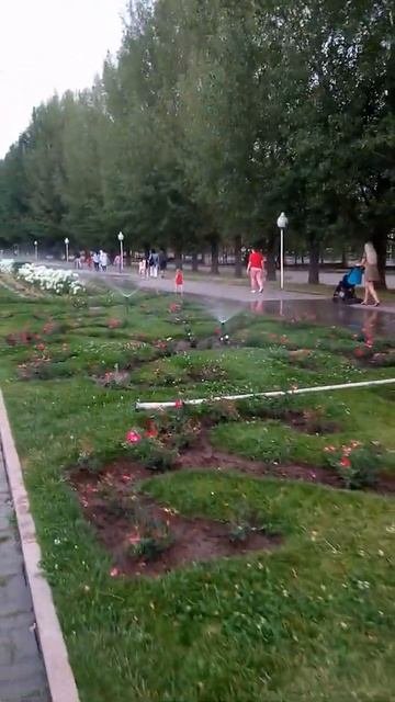 Прикольный полив цветов. Розы. Гортензии. Счастье.