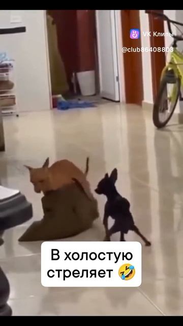 Макрон и Стармер в гостях у Зеленского,
после того самого белого порошка 🤣