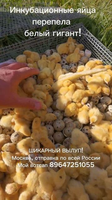Перепела , белый гигант, отправка по России, от 150 шт. Ши
