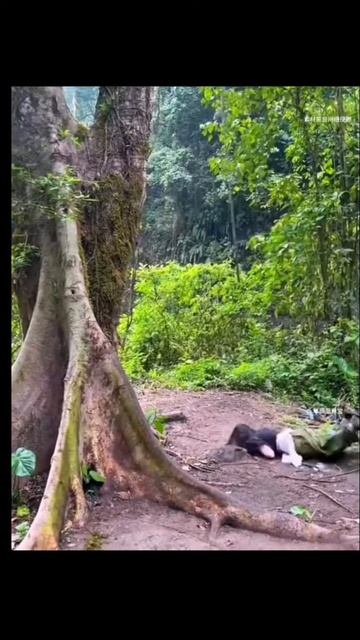 fails compilation 😂😂😂#shortsfails #failsvideo #shortvideo