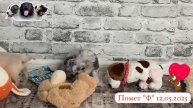 Щенки чихуахуа из питомника С Северного Урала 🩷