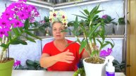 Секрет Aminosil, который поможет вашим орхидеям процветат