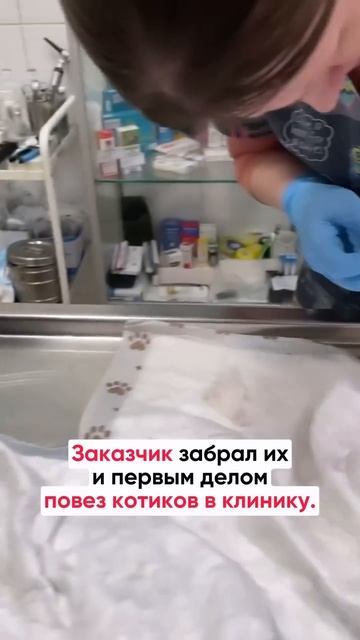 При демонтаже перекрытий в старом фонде нашли котят 😸