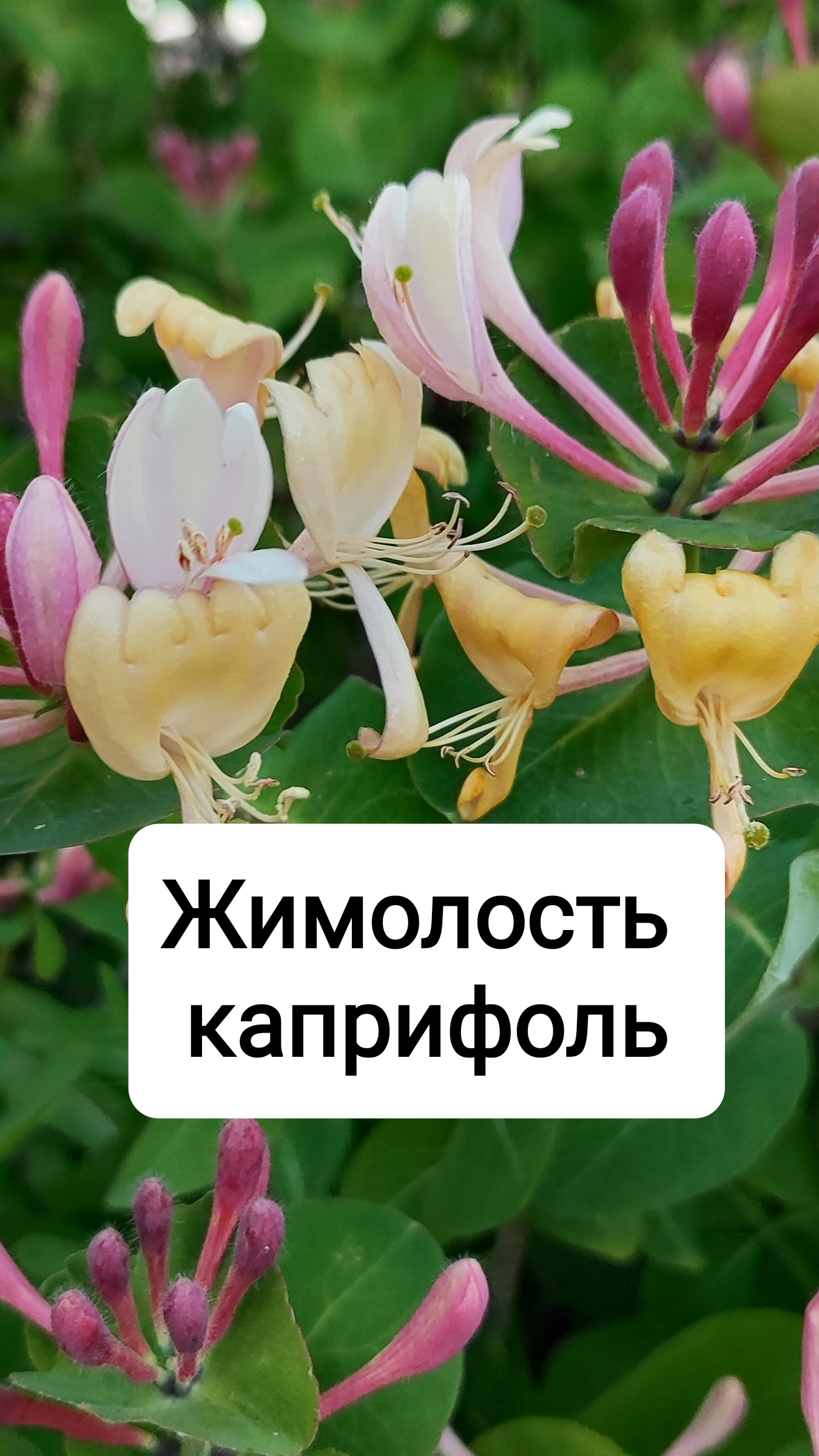 Жимолость каприфоль