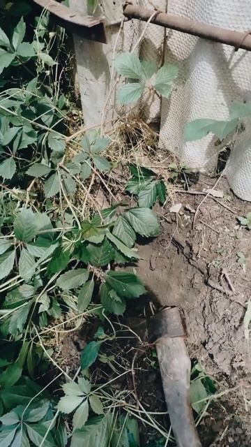 #гортензия #garden Салат «Голубая устрица»😂🐚