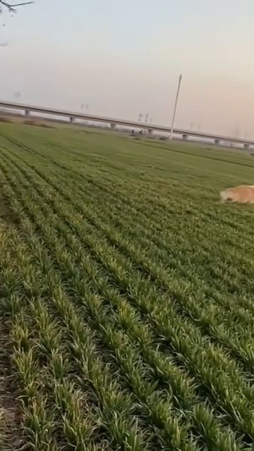 funny dog#dog #funnyvideo #fail #funnyanimals