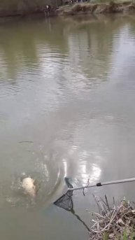 Открытие сезона, сазан 2.6 кг, красавец дикарь. #fishing #рыб