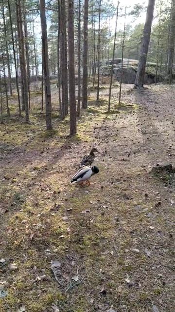 video_2025-05-13_23-05-32