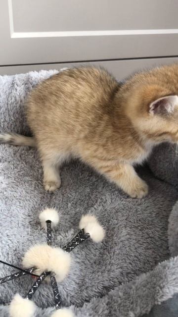 Британский котенок в полоску