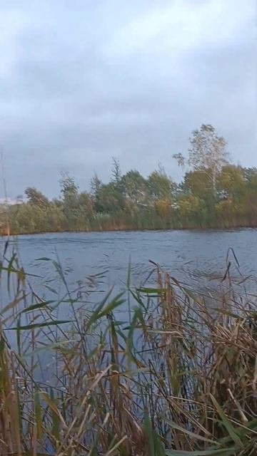 По перу #осень #охота #дикаяутка