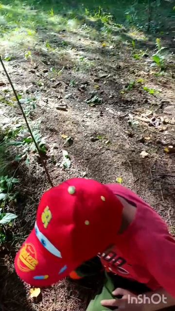 👶🏻 Ребёнок ищет свои первые грибы!🍄🟫 #грибы #лес #природа #ребенок