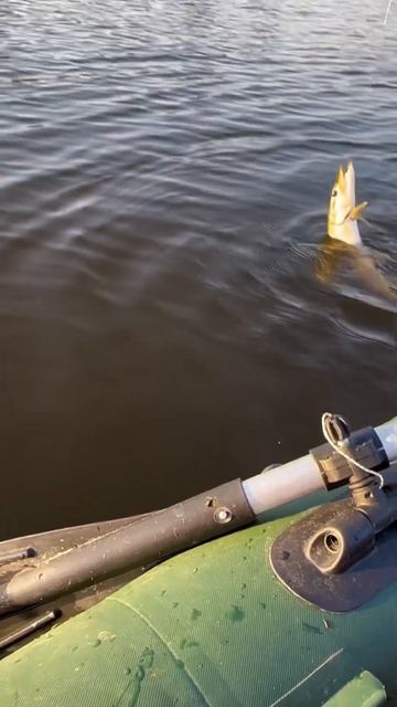 Сошла хитрюга с китайского тройника) #fishing #beautiful #funny #р?