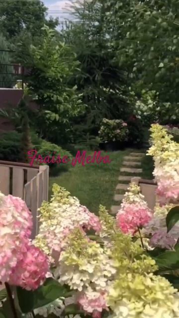 FRAISE MELBA #hydrangea #гортензія #шортс #flower #hortensia #гортензия #gar