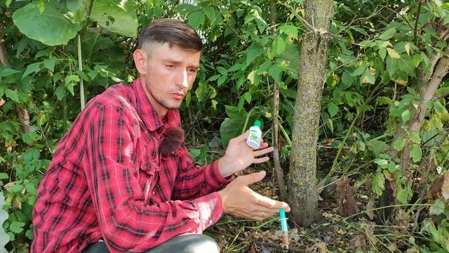 Как избавится от любого дерева и его поросли