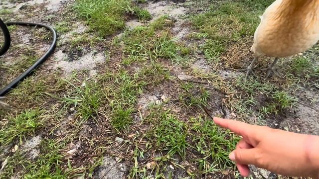 Флорида🌴По вашей просьбе😜или «бес в ребро»или каждый ку-ку по своему🤣