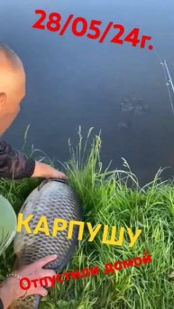 Карпуша дома . 28/05/24г #платник #рыбалка #ловляфорели #ло?