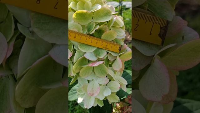 Бон Фаер , Германия 23.08.24#германия #hortensia #гортензия #garten