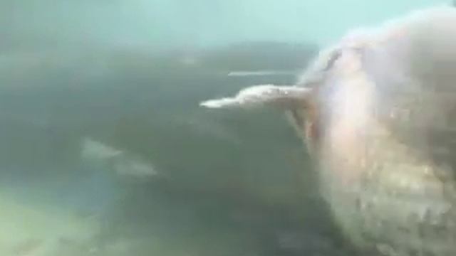giant catfish underwater / Rekord Wels unterwasser / сом под водой/ géant gros silure
