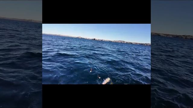 Морская рыбалка. Открытие сезона.#shorts #рыба #охота #fishing