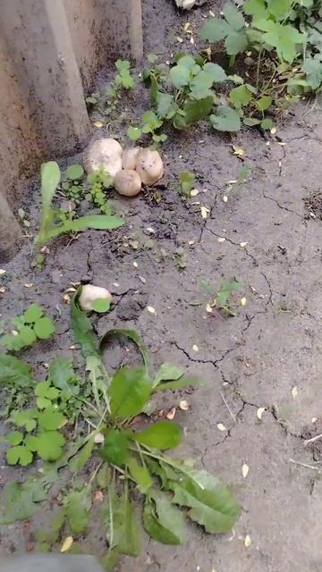 Грибы на даче