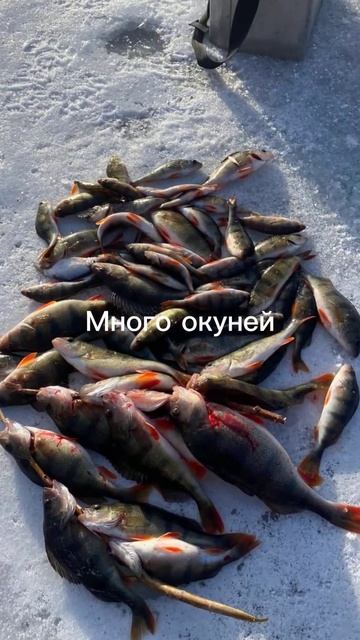 Кого ловят зимой на рыбалке в Астрахани #car #карп #fishing #c