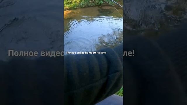Рыбалка. Спиннинг. Ультра лайт! #fishing #reels #shorts #short