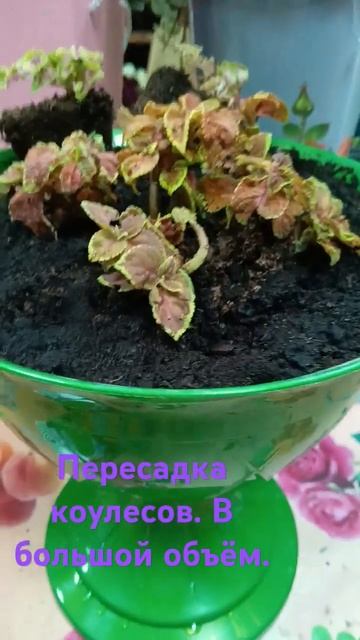 Пересадка колеусов в большой объём.#flowers #живыецветы #ro