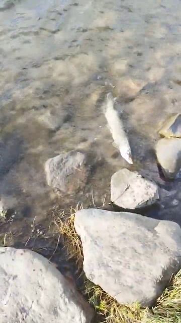 Небольшая торпеда) #рыбалка #pike #щука