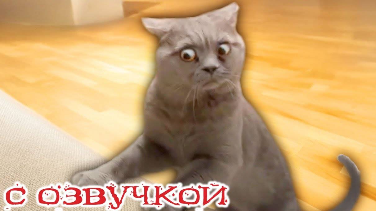 Приколы с котами! Смешные коты! С ОЗВУЧКОЙ! СМЕШНЫЕ ЖИВОТНЫЕ