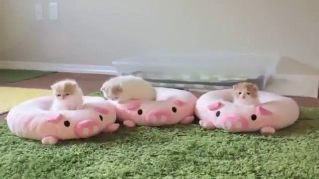 самые самые милые котята