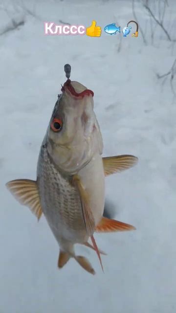 Рыбалка на МОРМЫШКУ 🎣 весна 🐟 река 🎣🌊🎣📽️🏞️🌲?