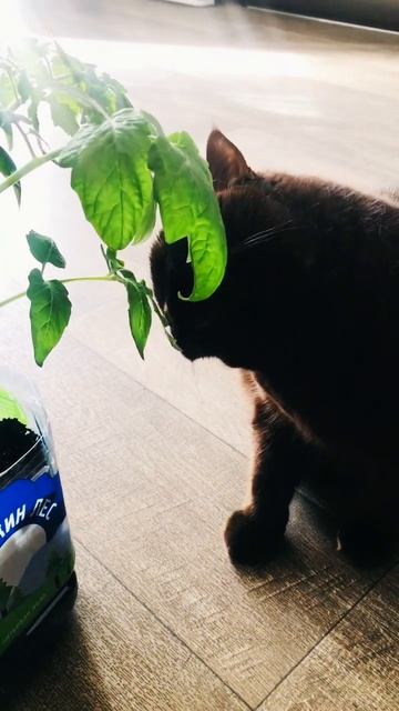 #сью#британка#помидор#толстуха# 🍅#Говорят кошки не ед?