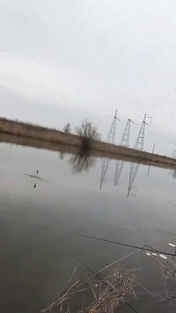 Сумасшедший клев карася на поплавок !