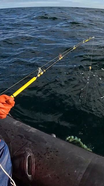 за хвост в море #рыбалка #fishing #trout
