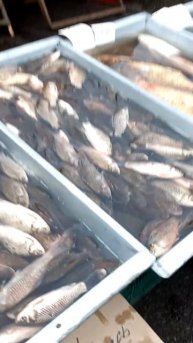 😅🎣БЕЗ УДОЧКИ МОЖНО ОБОЙТИСЬ! #риба #рыбалка #юм