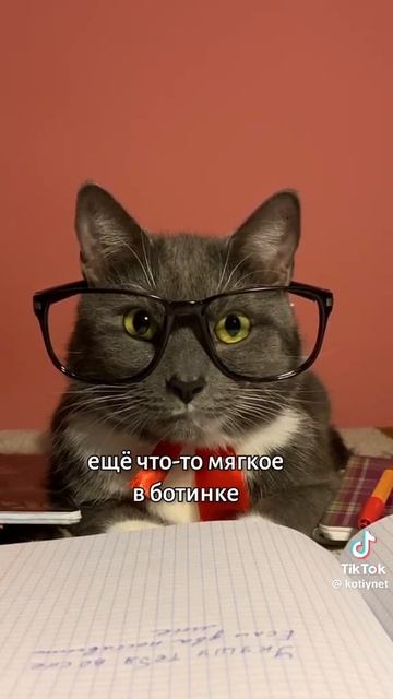 если бы котики ходили в школу