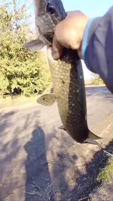 Ловля щуки на живца в Краснодарском крае 🎣👍👍👍🙋